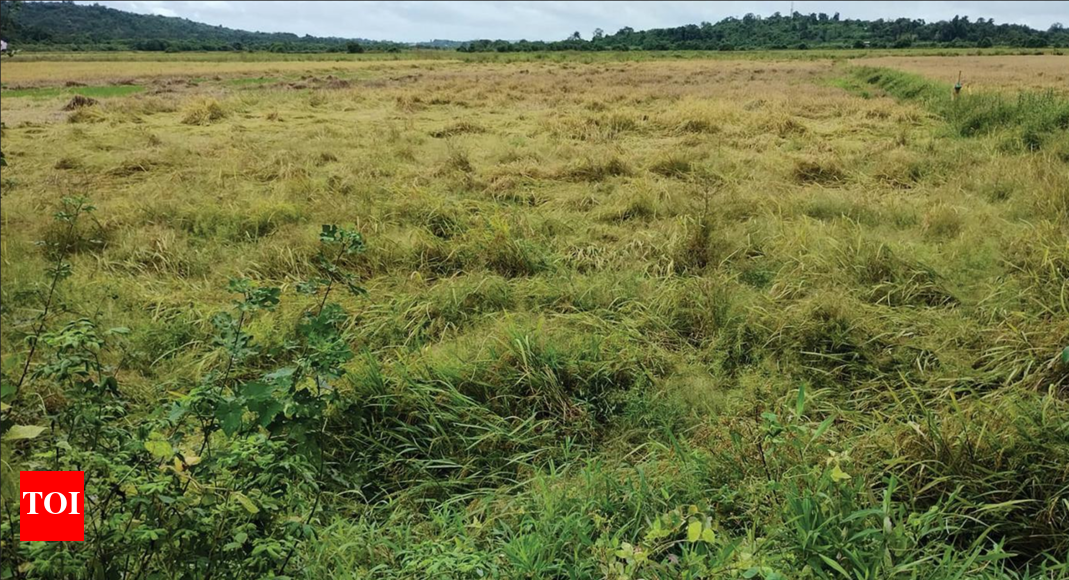 Unseasonal rainfall spoils 20 hectares of fields in Salcete