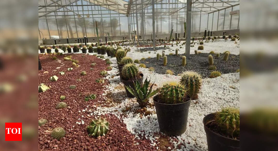 Shaurya Van opens as Rajasthan’s first cactus park | Jaipur News - The ...