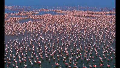 Sambhar sees huge surge in migratory birds amid record water levels