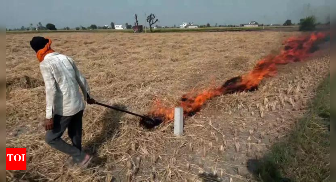 Punjab records 442 stubble-burning cases in one day