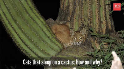 Why and how do these cats sleep on the top of a cactus?