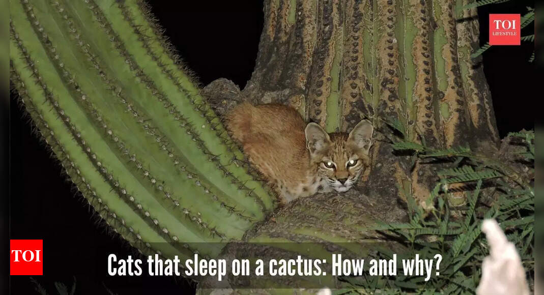 Why and how do these cats sleep on the top of a cactus?