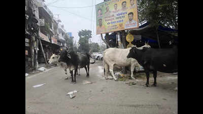 Ghaziabad neighbourhood matters - Vaishali roads encroached by cattle