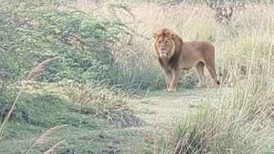 Barabanki: AI-generated photo of 'lion sighting' in Dewa forest block goes viral; creator identified, counseled by forest officials