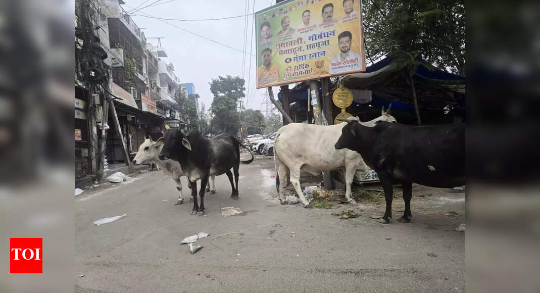 Ghaziabad neighbourhood matters - Vaishali roads encroached by cattle