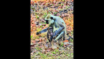 Doctors caution tourists as ‘monkey fever’ season begins