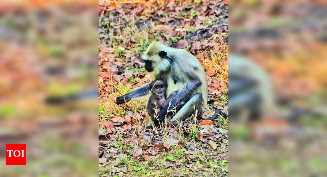 Doctors caution tourists as ‘monkey fever’ season begins