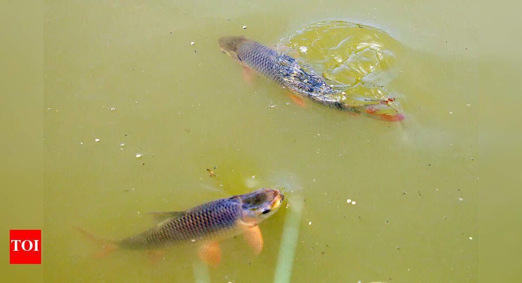 Centre to develop estuarine cage culture cluster in Goa