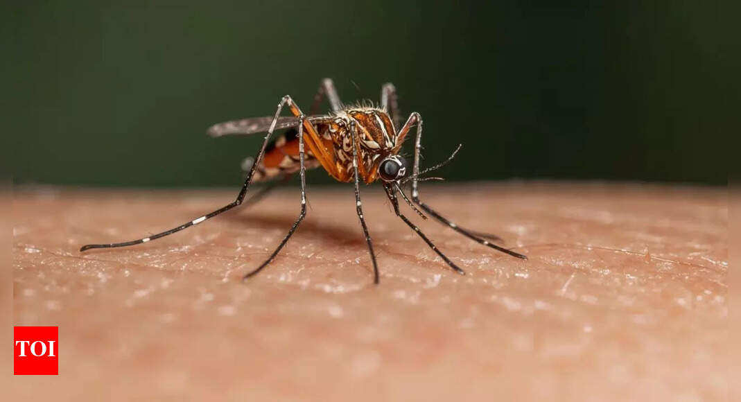 Dengue mosquito warning: How to identify, prevent, and protect against mosquito bites