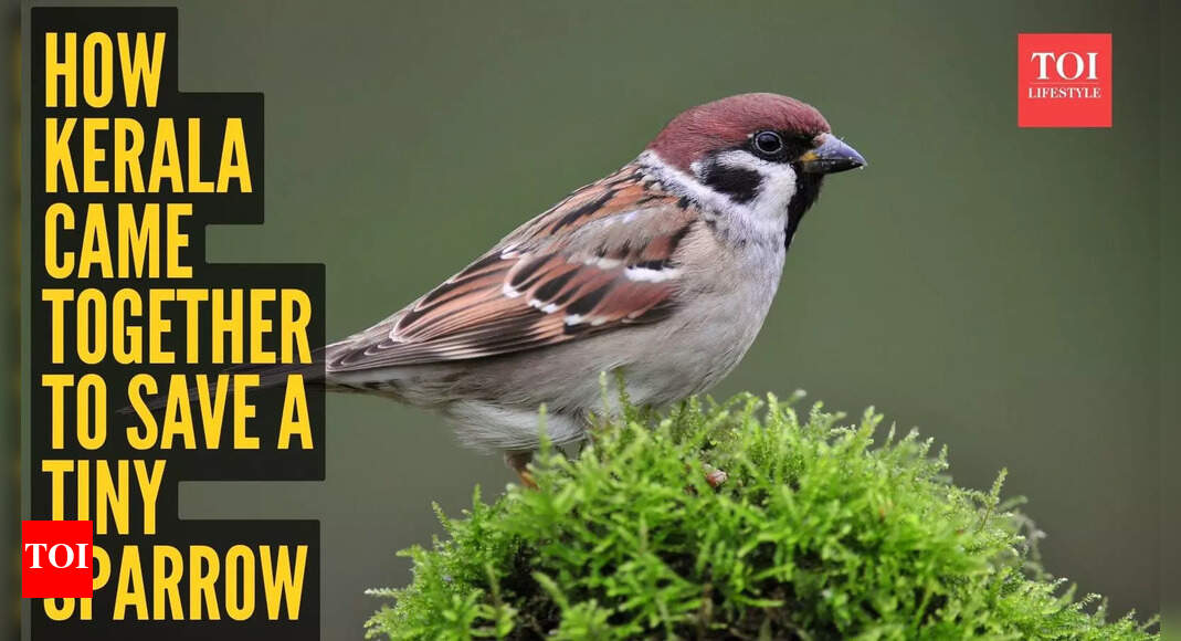 From villagers to judges– how Kerala stood together to save a tiny sparrow’s life