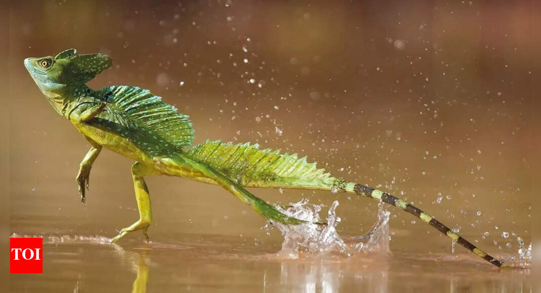 Meet the basilisk lizard that walks on water: The secret behind how it glides across rivers and outsmarts predators