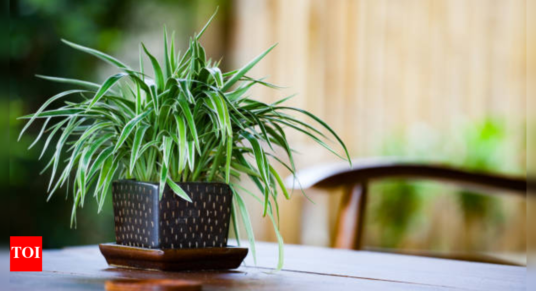 7 NASA-recommended home plants that naturally purify your indoor air