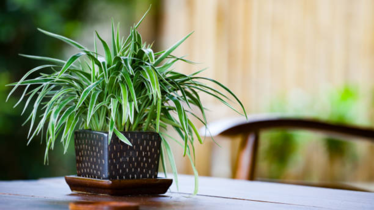 wall plant hanging Wooden plant hanger