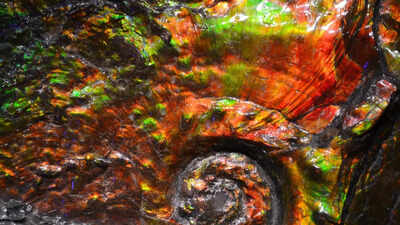 This 70-million-year-old fossil still glows with shifting colours; scientists finally know why