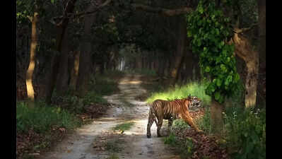 Tiger charges at safari vehicle in Pilibhit Tiger Reserve, driver steps on gas