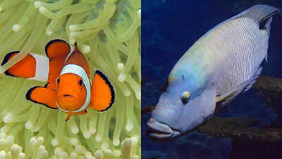 How fish change gender to survive: The natural adaptation of clownfish, wrasses, and sea turtles