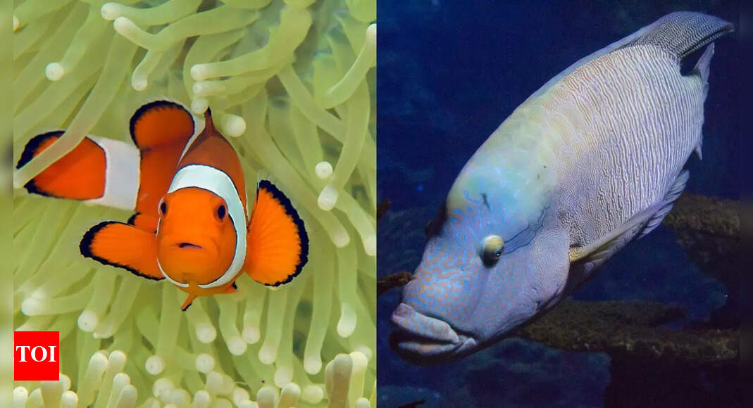 How fish change gender to survive: The natural adaptation of clownfish, wrasses, and sea turtles