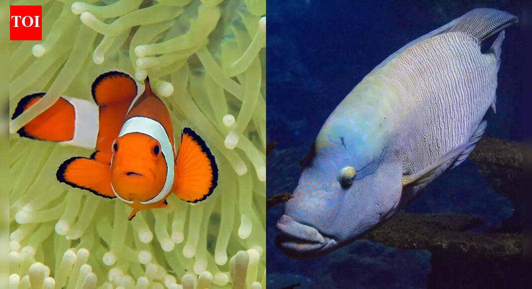How fish change gender to survive: The natural adaptation of clownfish ...