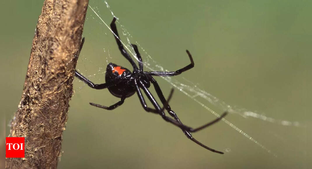 Male vs female black widow spiders: How to tell them apart and why females dominate