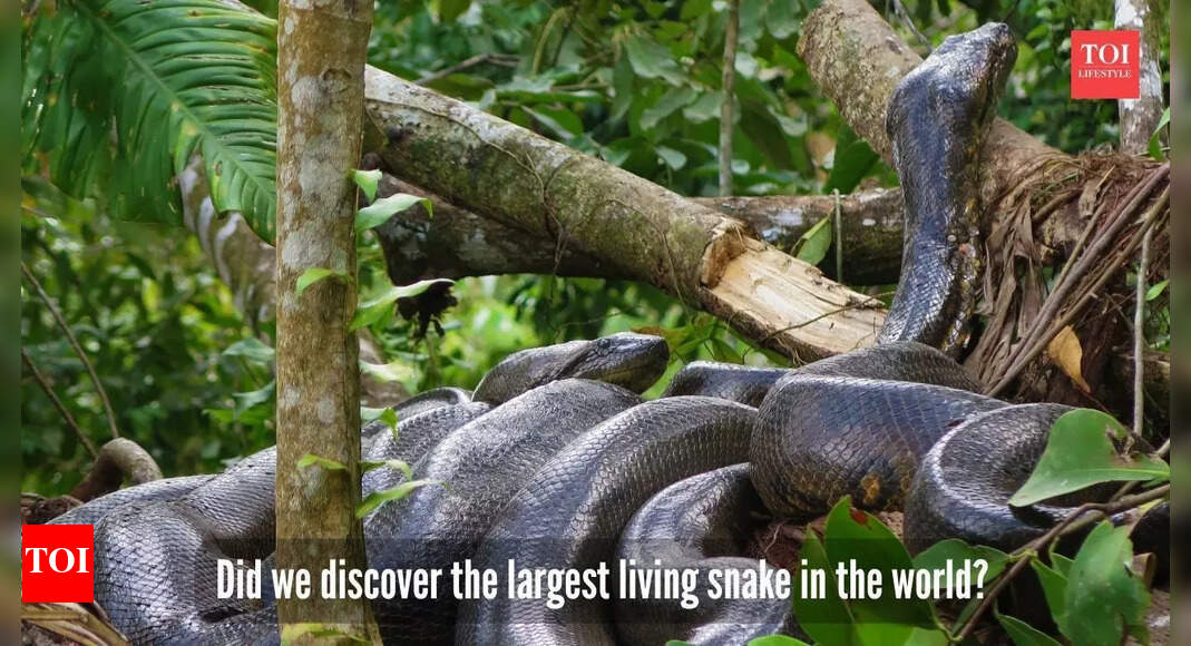 Largest snake in the world? Expeditioners find a 20.7-foot anaconda on a TV show shoot