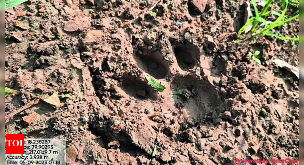 Tiger pug mark found in Macchagarh forest in Keonjhar