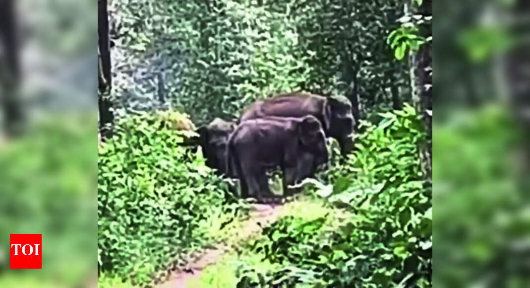 Man held for killing elephant in Ganjam