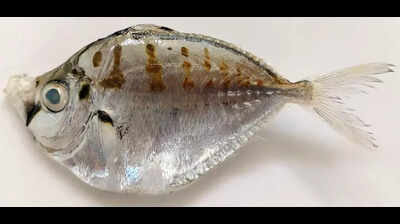 Researchers detect microplastics in pony fish species