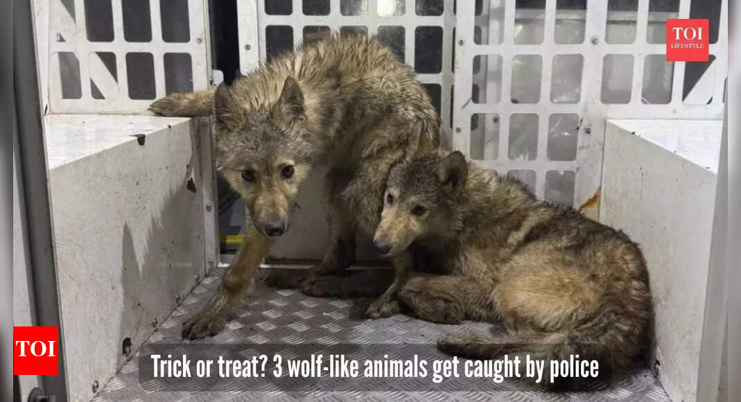 Mysterious 'howling wolves' caught roaming amid Halloween celebrations, police call it, "a pack of trick-or-treaters"