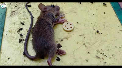 Mumbai: Wellness Forever Stops the Sale of Cruel Glue Traps After Activists Write to Authorities