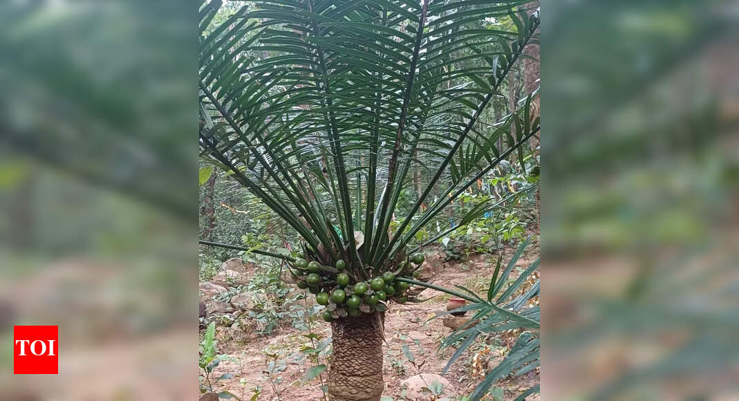 AIIMS Bhubaneswar investigates neurological risks linked to cycad plant-based foods