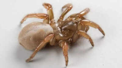 The mysterious tail of Aptostichus ramirezae: A spider with a tail like a scorpion