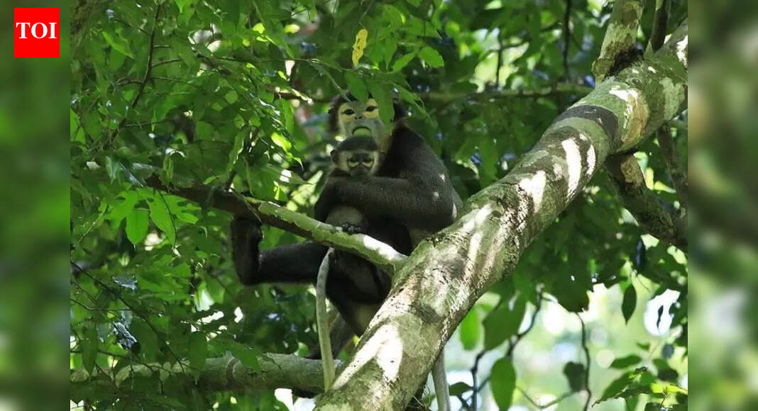 Search ops at airport after 1 of 2 smuggled primates escapes | Kolkata ...
