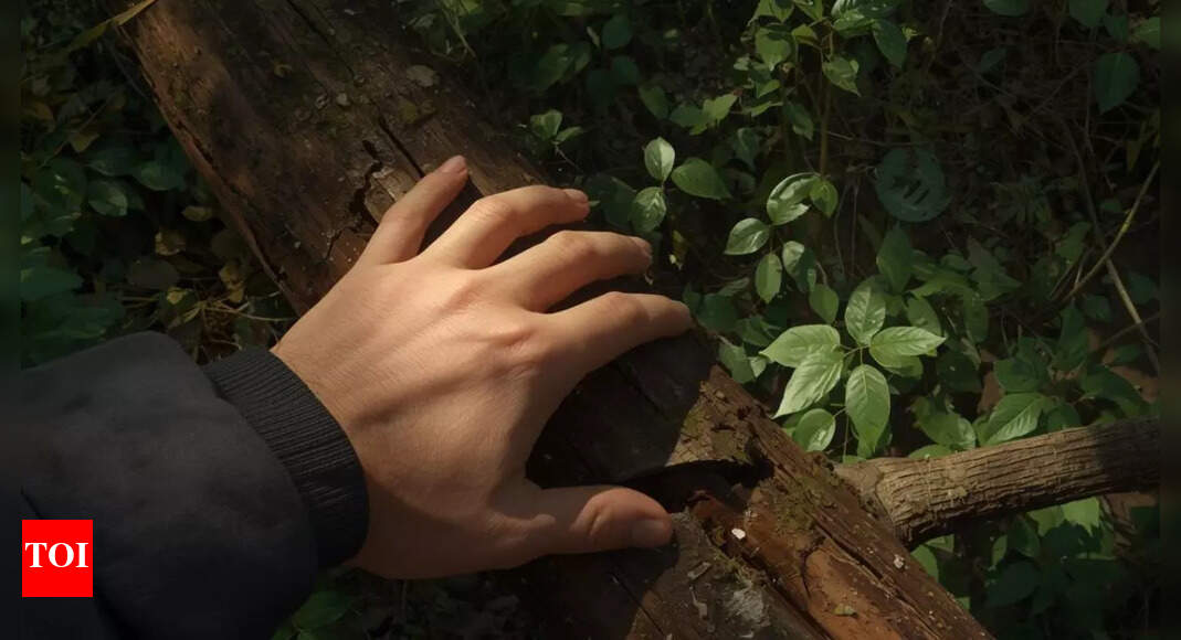 Why do people say “touch wood”: Origin, folklore and psychology explained