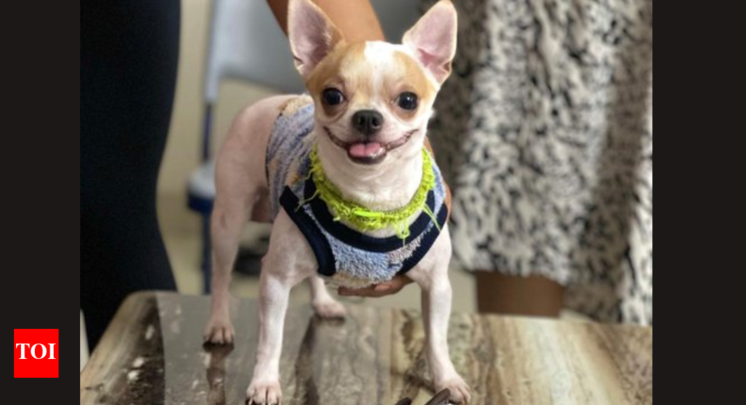 Bengaluru dog killing case: Viral CCTV footage sparks concern on pet safety