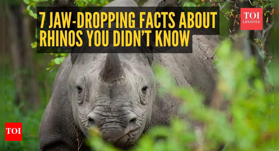 7 jaw-dropping facts about rhinos you didn’t know