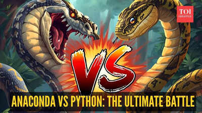  Which snake is bigger, more powerful, and likely to win a fight