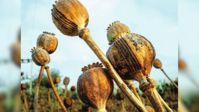 Opium for masses? Centre still provides drug for registered addicts ...