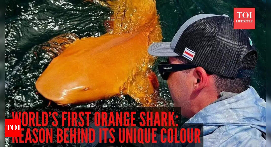 World’s first orange shark: Scientists reveal the jaw-dropping reason behind its unique colour