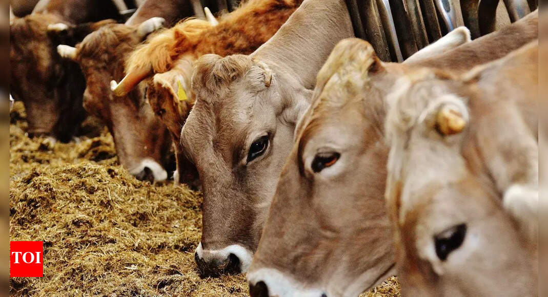 Drive against stray cattle: Special campaign for a month in Chhattisgarh