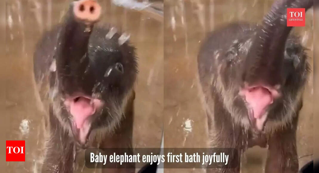 Baby elephant enjoying its first bath is pure joy; social media calls it his 'self-care routine'