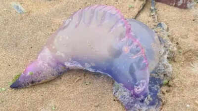 UK beaches under threat! Deadly Portuguese Man O’ War with jellyfish-like appearance appear along the coast; tips to stay safe