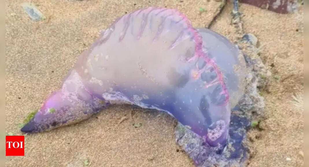 UK beaches under threat! Deadly Portuguese Man O’ War with jellyfish-like appearance appear along the coast; tips to stay safe