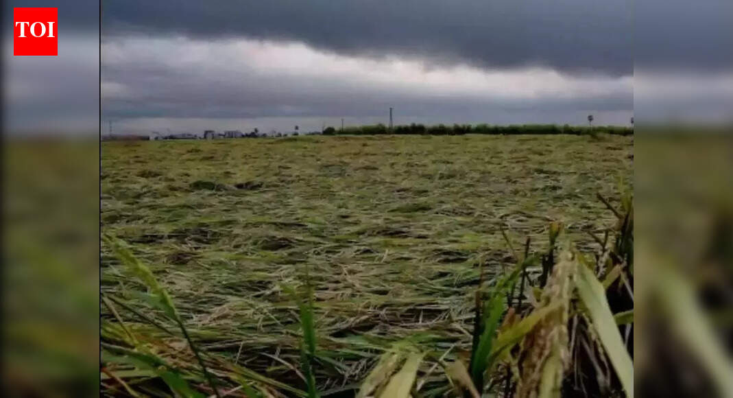 Cyclone Montha damages crops in 1.58 lakh hectares across AP ...