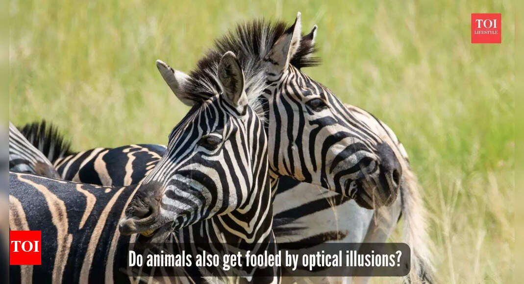 From peacock spiders to octopuses: Animals too get fooled by optical illusions (or do they?)