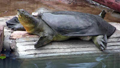 Meet the Yangtze giant softshell turtle: 100-year-old species on the brink with only 2 survivors