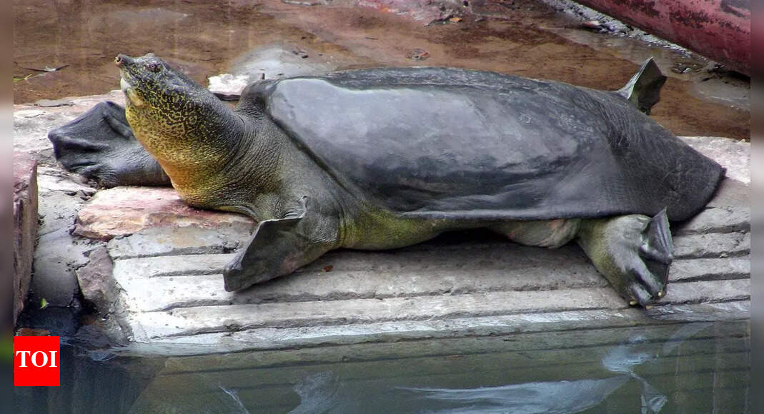 Meet the Yangtze giant softshell turtle: 100-year-old species on the brink with only 2 survivors