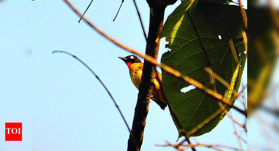 Zoological Survey of India carries out study of Goa’s fauna after nearly 2 decades