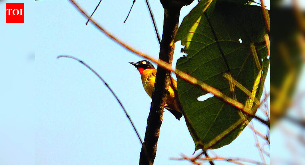 Zoological Survey of India carries out study of Goa’s fauna after ...