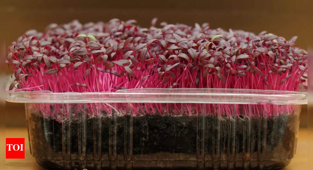 How to grow nutrient-rich amaranth microgreens at home in 7 simple steps
