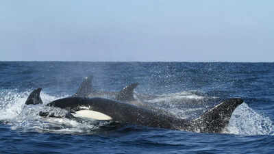 Killer whales in the Gulf of California hunt great white sharks